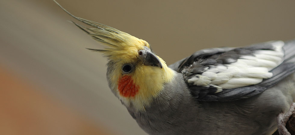 Professional and affordable wedding photography