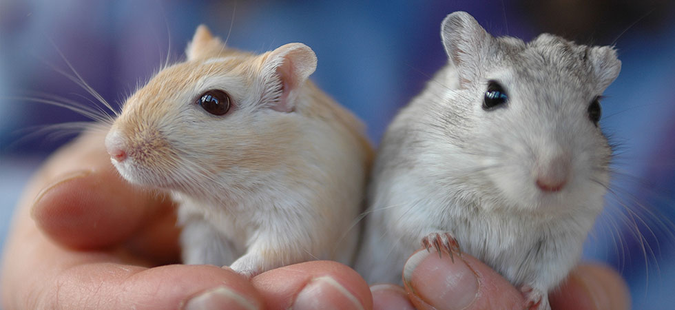 Professional and affordable wedding photography